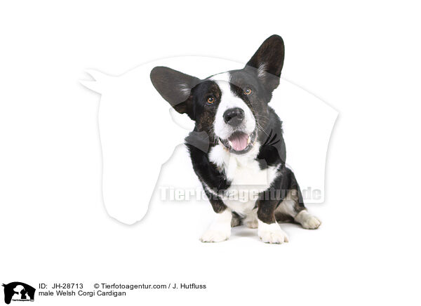 Welsh Corgi Cardigan Rde / male Welsh Corgi Cardigan / JH-28713