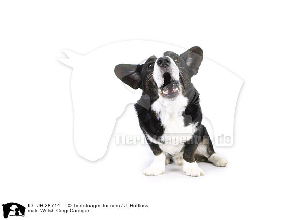 Welsh Corgi Cardigan Rde / male Welsh Corgi Cardigan / JH-28714