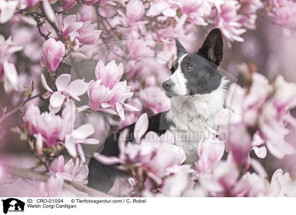 Welsh Corgi Cardigan / CRO-01094