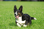 Welsh Corgi Cardigan