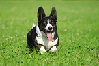 Welsh Corgi Cardigan