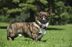 Welsh Corgi Cardigan