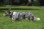 Welsh Corgi Cardigan