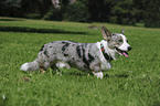 Welsh Corgi Cardigan