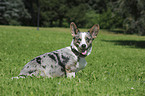 Welsh Corgi Cardigan