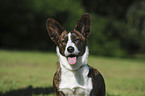 Welsh Corgi Cardigan Portrait