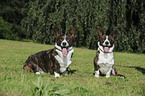 Welsh Corgi Cardigan