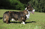 Welsh Corgi Cardigan