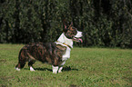 Welsh Corgi Cardigan