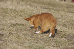 Welsh Corgi Cardigan Puppy