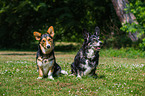 2 Welsh Corgi Cardigans