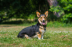 sitting Welsh Corgi Cardigan