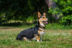 sitting Welsh Corgi Cardigan