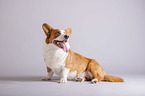 siting Welsh Corgi Cardigan