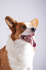 Welsh Corgi Cardigan Portrait