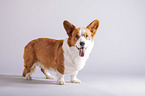 standing Welsh Corgi Cardigan