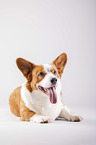 lying Welsh Corgi Cardigan