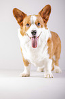 standing Welsh Corgi Cardigan