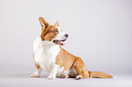 siting Welsh Corgi Cardigan