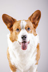 Welsh Corgi Cardigan Portrait