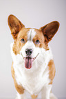 Welsh Corgi Cardigan Portrait