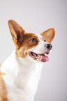 Welsh Corgi Cardigan Portrait