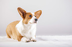 lying Welsh Corgi Cardigan