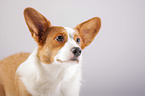 Welsh Corgi Cardigan Portrait