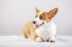 lying Welsh Corgi Cardigan