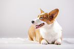 lying Welsh Corgi Cardigan