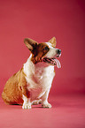 siting Welsh Corgi Cardigan