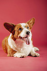 lying Welsh Corgi Cardigan