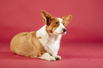 lying Welsh Corgi Cardigan