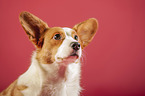 Welsh Corgi Cardigan Portrait