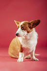 siting Welsh Corgi Cardigan