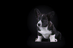 siting Welsh Corgi Cardigan