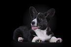 lying Welsh Corgi Cardigan