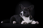 lying Welsh Corgi Cardigan