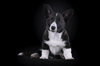 siting Welsh Corgi Cardigan