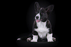 siting Welsh Corgi Cardigan