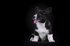 siting Welsh Corgi Cardigan