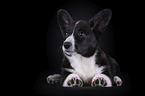 lying Welsh Corgi Cardigan