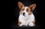 lying Welsh Corgi Cardigan