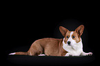 lying Welsh Corgi Cardigan