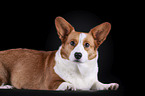 lying Welsh Corgi Cardigan