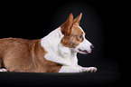 lying Welsh Corgi Cardigan