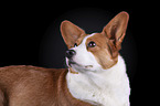 Welsh Corgi Cardigan Portrait