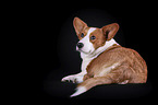 lying Welsh Corgi Cardigan