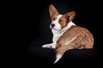 lying Welsh Corgi Cardigan