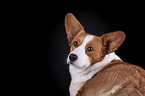 Welsh Corgi Cardigan Portrait